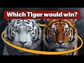 Siberian tiger or Bengal tiger which one is stronger