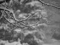 Agalloch - Falling Snow (Alternate Mix)