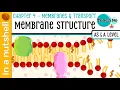 Chapter 4 - Membrane Structure In A Nutshell