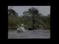 Download Lagu A Boaida No Pantanal Globo Rural 1984 Parte 3
