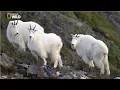 Download National Geographic - Arlberg Mountain - New Documentary HD 2018 mp4 3gp mp3 videos - waplic