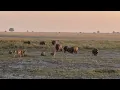 Download Lagu Leeuwen en nijlpaarden in een zeer gespannen ontmoeting 🦁🦛