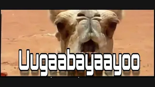 HEES Sida Ayro Geel Rashiid Bullo Iyo Farxiyo Cali Original Lyrics 