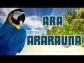 Download Lagu Il PAPPAGALLO più FAMOSO al MONDO - ARA ARARAUNA #ara #parrots