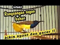 Download Lagu terapi burung sogon macet bunyi paling ampuh!pancingan burung sogon malas bunyi!