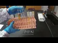 Most Probable Number MPN - Microbiology