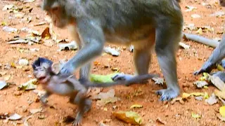 omg horrible day poor baby monkey anissa cried got hurt much by her mum bad tortured