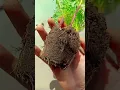 Download Lagu update of Marigold cuttings #marigoldflower #cuttingpropagation #flowerplant #shorts #garden