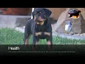 Rottweiler Puppies Sacramento Ca