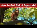 How to Get Rid of Squirrels - Fast Easy