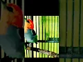 Download Lagu burung kemade gacor ngalas#kemadegacor #masteran#shorts