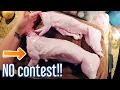 Meat-Mutt v s Purebred Meat Rabbits How do they compare