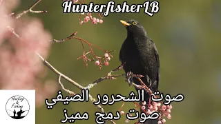 صوت الشحرور الصيفي للصيد صوت دمج رائع إستعمال من ٢٠ حزيران Birds Nature Blackbird 