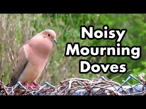 Download MP3 Cute Mourning Doves Make Noise - Mourning Dove Sounds - Bird Calls