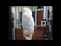 Download Lagu pancingan lovebird PAUD apapun akan NYAUT ngekek gacor KONSLET cukup 5 detik saja