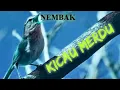 Download Lagu Burung Alam Liar Kicau Merdu-kicau Burung