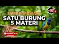 đź”´ Cukup Satu Burung Ini Selesai Sudah Urusan Pemasteran 5 Tembakan Burung Mewah Dibawakan Enak