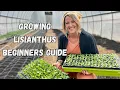 Growing Lisianthus A Beginners Guide Whispering Willow Farm
