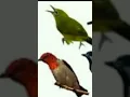 Download Lagu Suara pikat burung kecil super ampuh #birds #kicaumania #burung #birdsong #kicaumanianusantara
