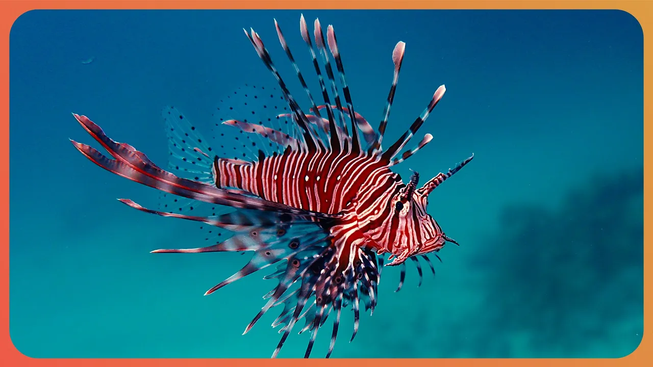 The Toxic Creatures Of The Deep Ocean (Wildlife Documentary) | The Blue Realm | Real Wild