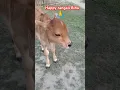 Download Lagu baby cow sound