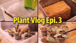 Silent Plant Vlog Ep.3 | Checking My Propagations + Hoya Latifolia Silver Propagation