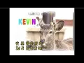 Download Lagu Zai Ji Du Di Ai Nei - 在基督的愛內 - Kevin Susanto