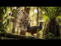 Download Lagu Suara Merdu Burung Lyrebird – Kicauan Terindah di Dunia Cocok untuk Masteran Semua Burung Mewah