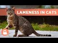 Why Is My CAT LIMPING on ONE LEG 5 Possible Causes