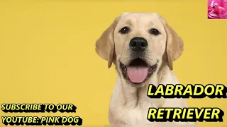 Download DOGS BARKING to Make your Dog Bark - 9 Dog Breeds Barking Sound Effects HD MP3
