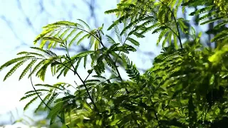 Neema Lah Elsabah لاح الصباح ZR Cover 