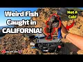 Weird Fish Caught in California - Not a Cab