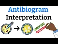 How to Interpret an Antibiogram Easy explanation plus practice questions
