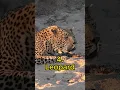 Download Lagu Top 6 Big Cat Roars #shorts #lion #tiger #jaguars #roar #leopard #puma