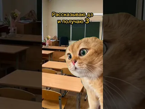 Отличник ограбил котика😱#cat #фрет #мем