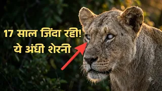 अंधी शेरनी की ममता: जिसने जंगल के नियम बदल दिए!