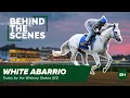 White Abarrio Trains for the Whitney Stakes at Saratoga Race Course