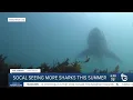 Why SoCal is seeing more sharks this summer