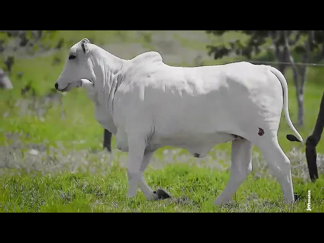 Novilha Nelore CLTN - 231