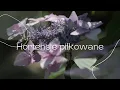 Download Lagu Hortensje piłkowane + z cyklu „Drzewo to życie” Grójecznik japoński