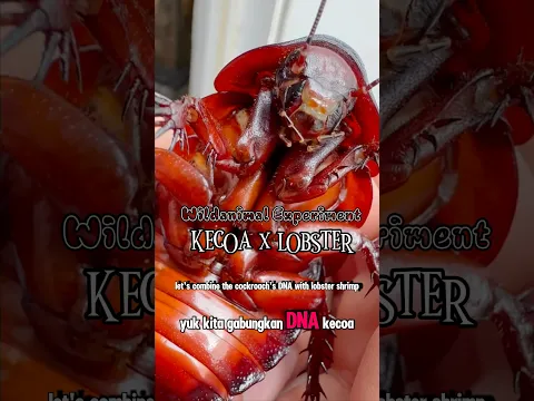 DNA Kecoa dan Lobster digabung #wildanimalexperiment #fiksi #animal #science
