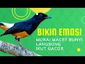Lagu PANCINGAN MURAI BATU IKUT BUNYI III 100%  nyaut emosi