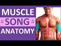 Major Muscle Song Anatomy Mnemonics Location Action Name of Muscles