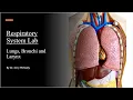 Respiratory System Lab Review