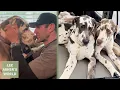 Lee and Sara meet two beautiful young Great Danes that need a new home Lee Asher s World