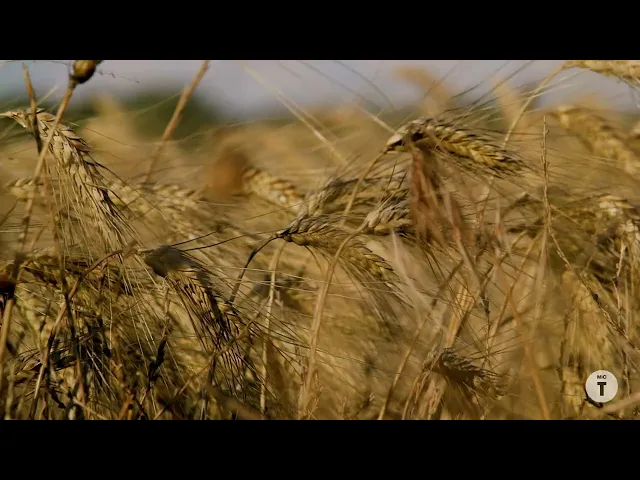 Van Gogh. Poeti e Amanti | Trailer