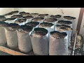 Propagating poplars from cuttings