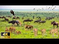 Download Lagu 4K African Wildlife: Amazing Collection of African wildlife - Relaxing Nature In 4K