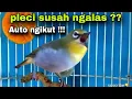 Pleci Bustomi Gacor Memancing Lawan Sangat Ampuh