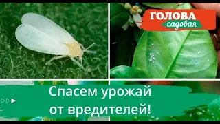 Спасем урожай от вредителей!  #головасадовая #сад
